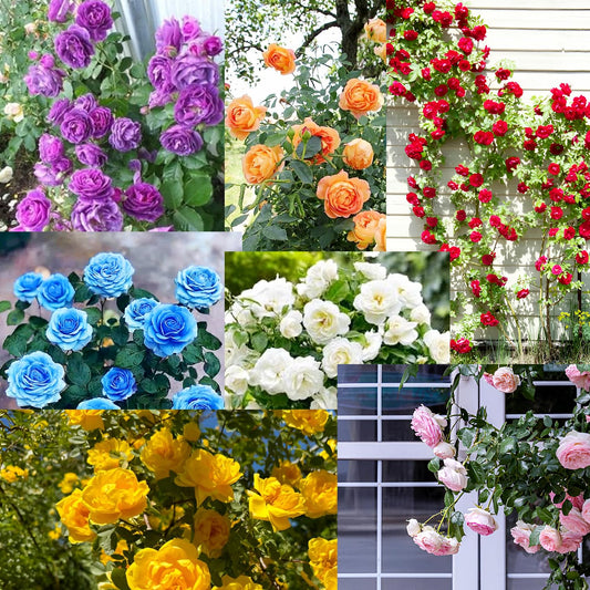 🌸✨SkyBloom Roses – Elegant Climbing Seeds🌹+ 🎁 FREE Rose Care Pack 🌿