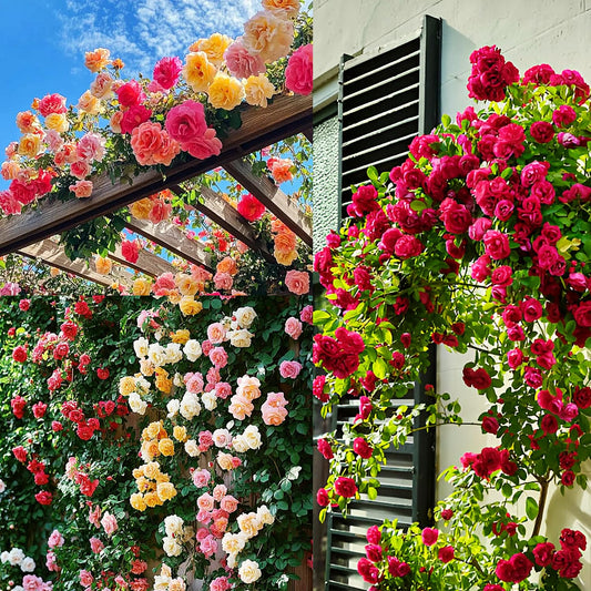 🌸✨SkyBloom Roses – Elegant Climbing Seeds🌹+ 🎁 FREE Rose Care Pack 🌿